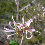 Pink spider flower (Grevillea sericea)  (344293)