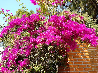 Photos of Etnobot&aacute;nico Francisco Pel&aacute;ez Roldan Garden