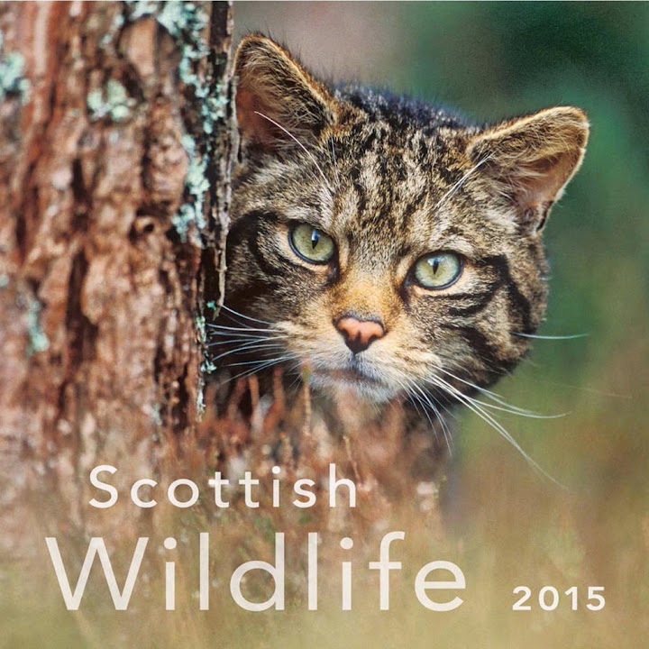 Scottish Wildlife 2015 Wall Calendar