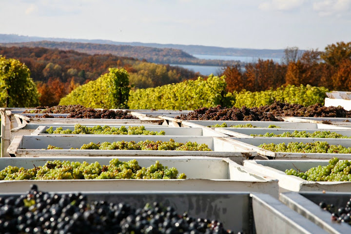 Bins of Grapes, Chateau Grand Traverse. From Michigan's Small Town Treasures: Wineries & Dinner on Mission Peninsula 