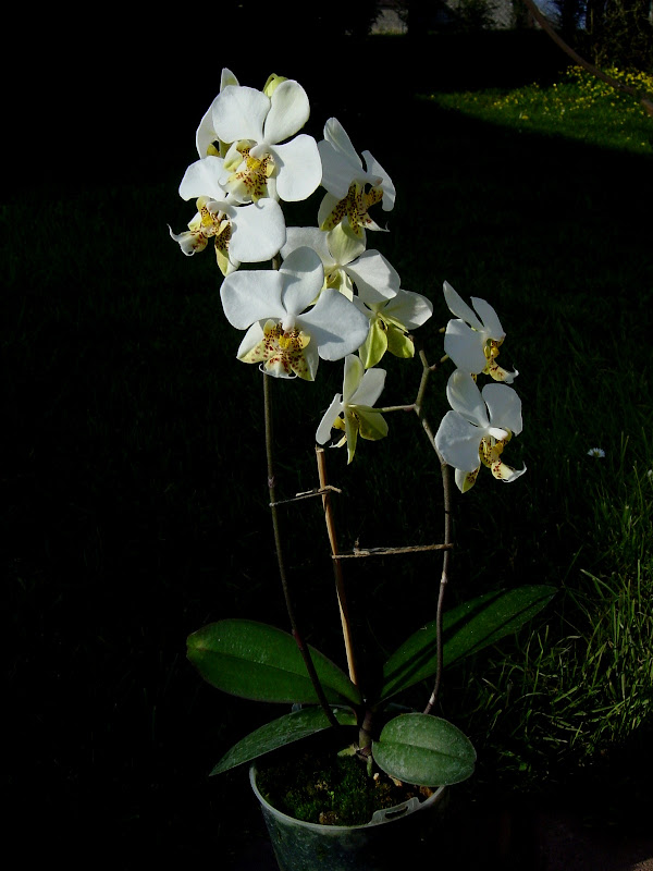 Phalaenopsis stuartiana Stuart2