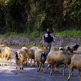 Watch Out For Sheep In The Road - Pontone, Italy