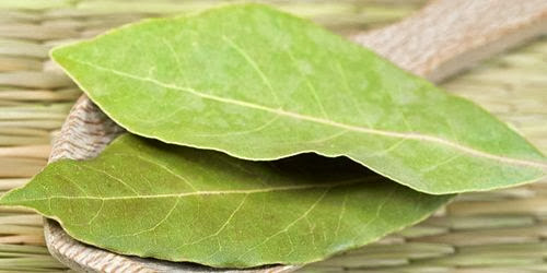 khasiat daun salam bagi kesehatan