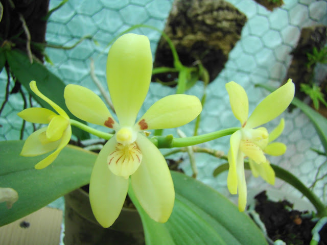 Phalaenopsis cochlearis DSC09781%25281%2529
