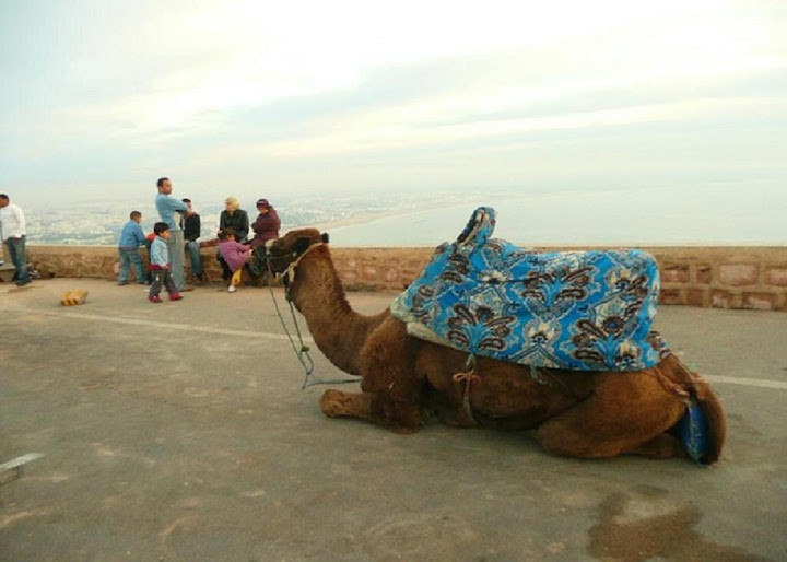 الجمال و قصبة اكادير اوفلا 4266644-camels_and_views_from_top_of_the_old_kasbah_hill_Agadir