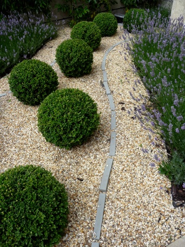 Modern Country Front Garden design lavender topiary