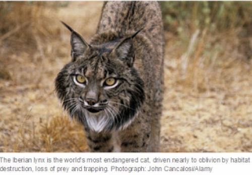 Saving The Missing Iberian Lynx