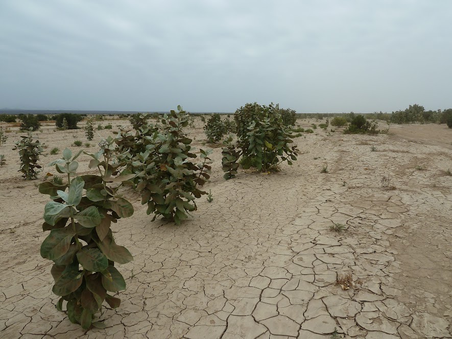 Зонтик в пустыне. Эфиопия - Кения, 4-26 марта 2012