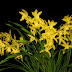 Cymbidium Golden Elf For Sale