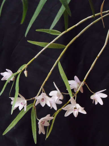 Dendrobium moniliforme Dendro_moniliforme_1