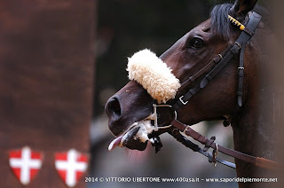 PALIO DI ASTI 2014 prove cavalli