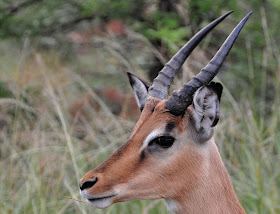 Wildlife Photos of Gazelle 