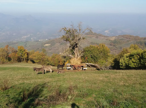 Gusai Gian Giuseppe