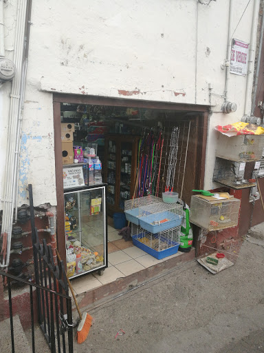 Maskotitas animal shop, Calle Alhóndiga 23, Barrio de Gavilanes, 36000 Guanajuato, Gto., México, Tienda de peces tropicales | GTO