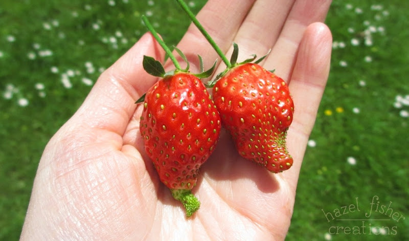 2015 June 01 may monthly review garden strawberry photo hazelfishercreations