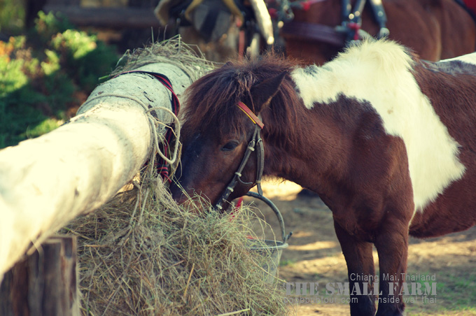 ม้าที่the small farm ม้าที่the small farm