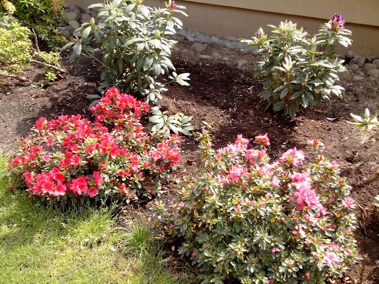 Rhododendrons et Azalées %255BUNSET%255D