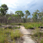 Flat section about half way along the Mt Ku-ring-gai track (116557)