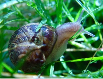 Snails-1994-08-30-06-30-1994-08-30-06-30-1994-08-30-02-30.jpg
