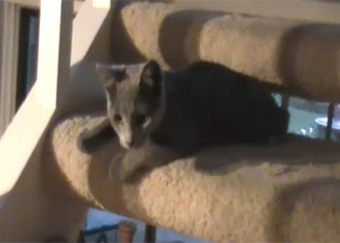 Video : ネコならではの階段の昇り方