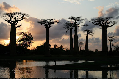 Madagascar entre aventura y mar - Blogs de Madagascar - Allée des baobabs (1)