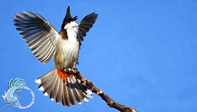 Luyện giọng chào mào sáng kích chim bổi ra giọng dượt chim mồi, luyện chào  mào hót sáng 2020 - YouTube