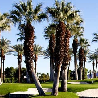 Desert Springs Golf Club logo