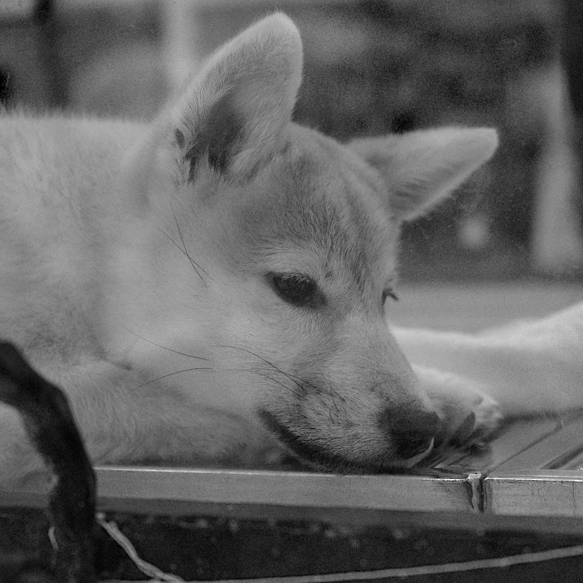寵物店的幼犬