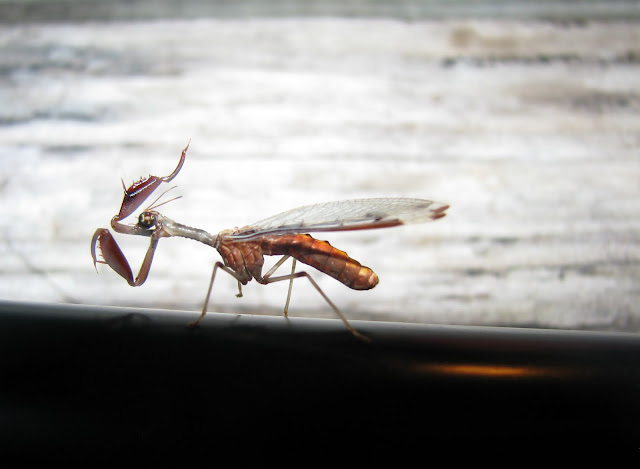 Preying Mantis Texas