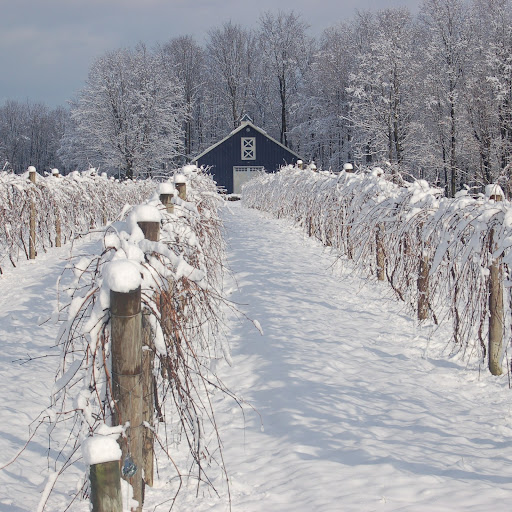 Victory View Vineyard