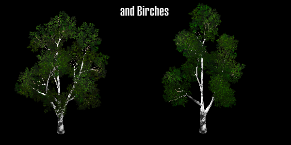 Z_Birches.png