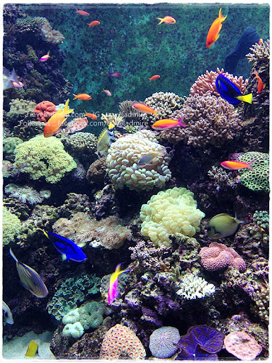 colorful coral and fish @ S.E.A aquarium