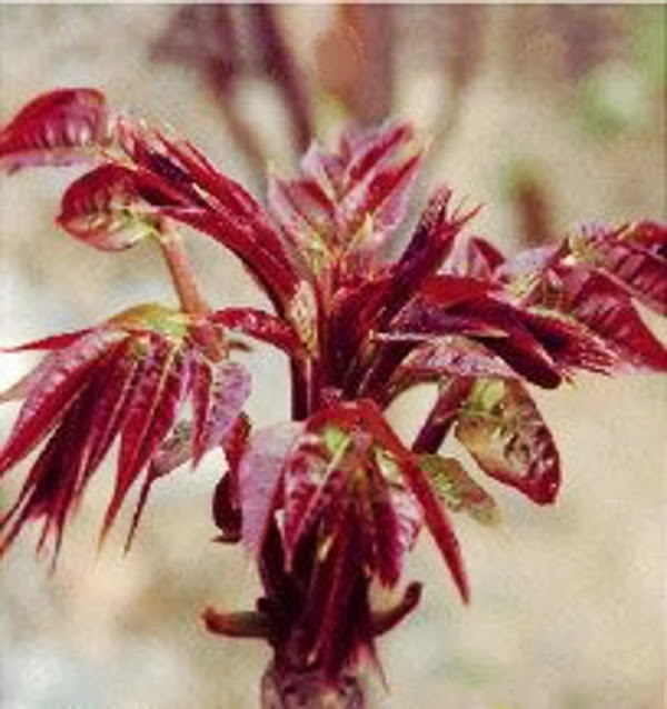 Chinese Toon Toona sinensis 'Red'