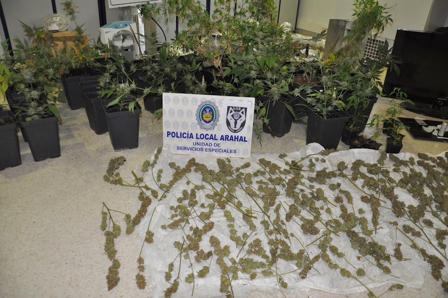 La USE desmantela un secadero de Marihuana con 39 plantas, 650 cogollos secos y 3,5 gramos de cocaína DSC_0066