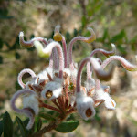 Grey Spider Flower (Grevillea Buxifolia) (371887)