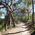 Twisted trees over the track (175506)