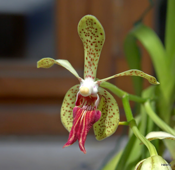 Vanda Paki (cristata x tricolor) _MG_8518