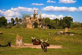 Orlando Florida Animal Kingdom Photo Image Orlando Florida Animal Kingdom