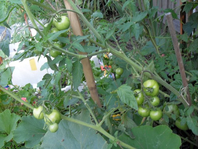 tomatoes ripen with fertiliser