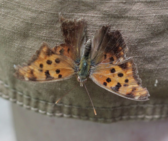 orange butterfly
