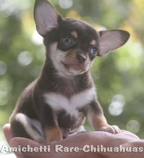 Chihuahua Pocket Micro Toy de Bolso Novidade e Raridade 