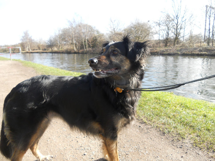 saluki border collie cross
