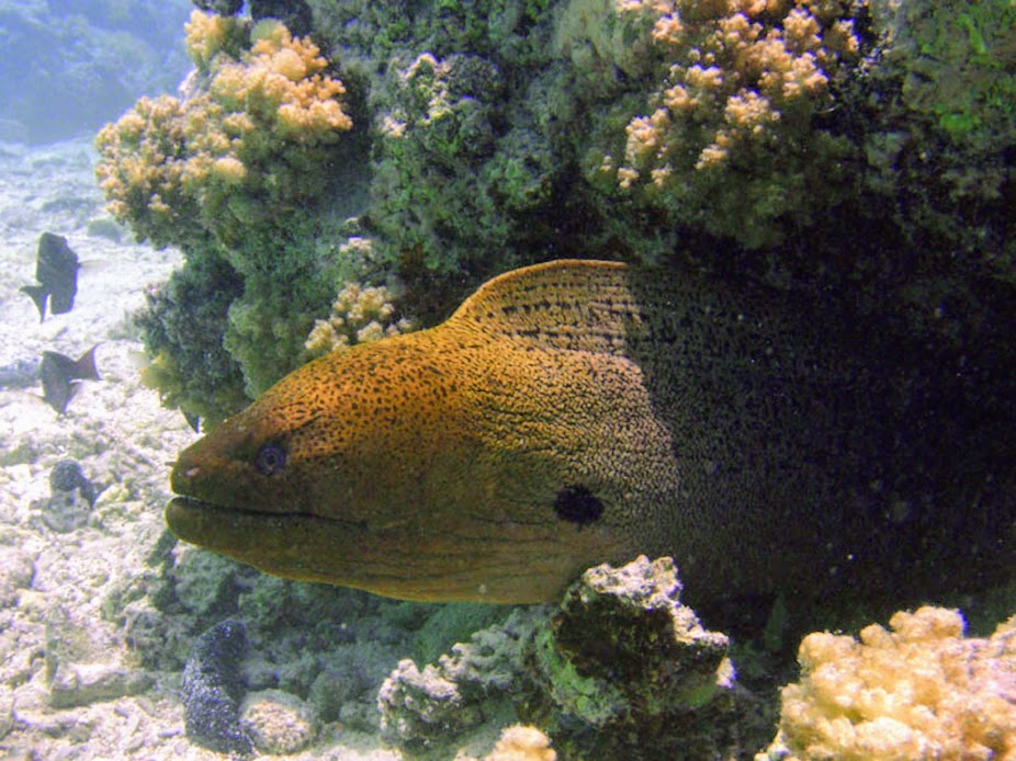Gymnothorax javanicus (Giant Moray), Aitutaki.
