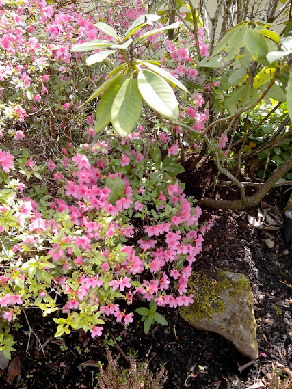 Rhododendrons et Azalées %255BUNSET%255D