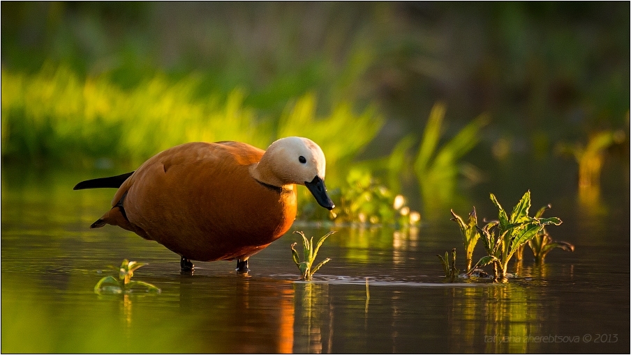 wildlife.crimea.ua