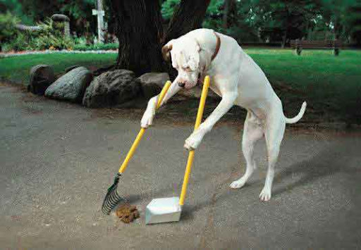 España: Benidorm quiere cobrar una tasa por tener perros Perro-limpiando-excrementos