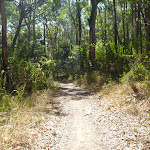 Track in Green Pint Reserve on Lake Macquarie (403057)