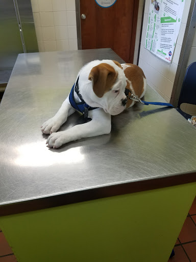 Veterinarian «Nassau-Suffolk Animal Hospital», reviews and photos