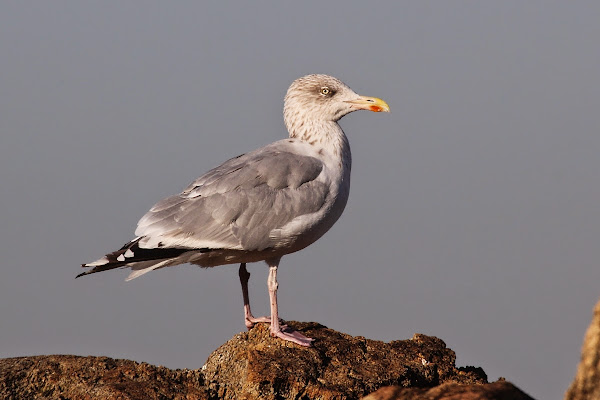 Id Gaivota? IMG_7871