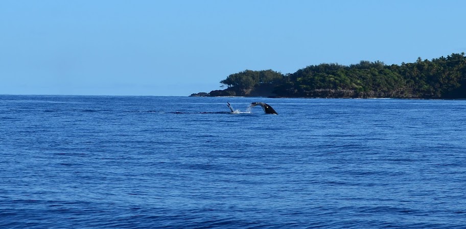 Tonga, el último reino del Pacífico - Blogs de Tonga - Vava’u: playa, tranquilidad y ballenas (18)